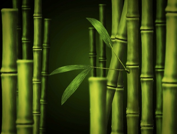 Bamboo in Adobe Photoshop