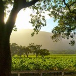 Sonoma County Afternoon