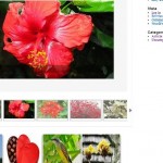 WordPress Photo Gallery